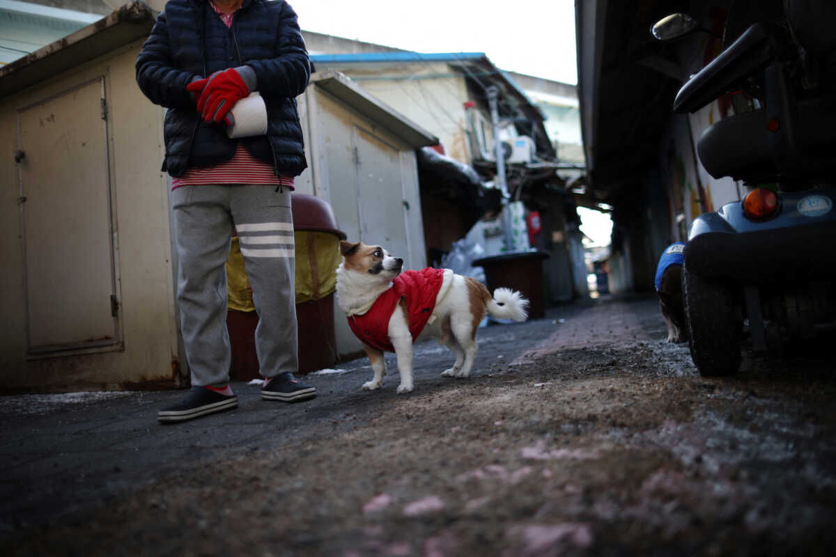A resident walks her dog on a freezing cold winter day caused by powerful arctic cold waves at a shanty area in Seoul, South Korea, December 21, 2023.   REUTERS