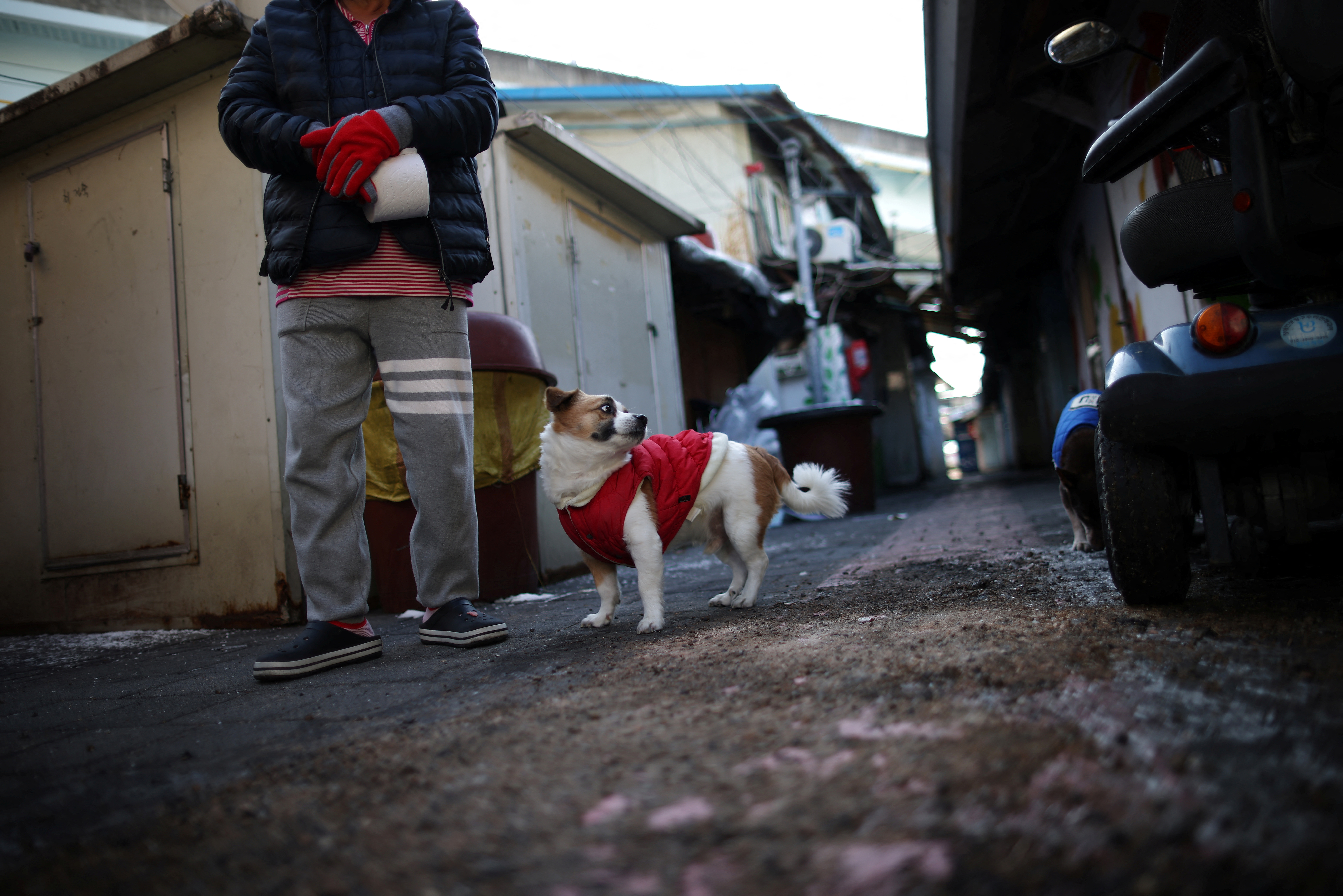 Η Νότια Κορέα απαγόρευσε την εμπορία κρέατος σκύλου