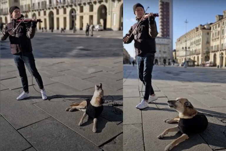Ταλαντούχος σκύλος τενόρος συνοδεύει βιολονίστα