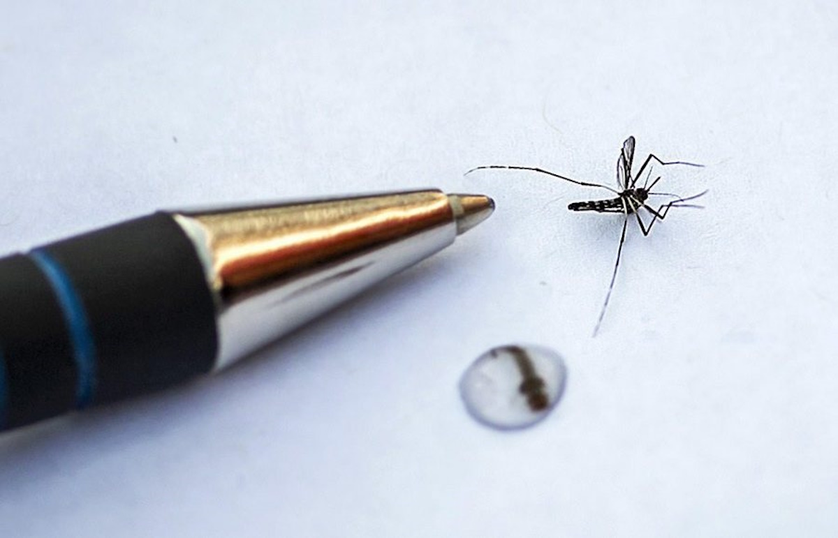 epa05498861 Inspectors from the Dutch Food Safety Authority are looking for the Asian tiger mosquito in gardens of residents in Veenendaal, The Netherlands, 19 August 2016. In a residential area in Veenendaal are a number of Asian tiger mosquitoes, which can transmit diseases like zikavirus, that were found.  EPA