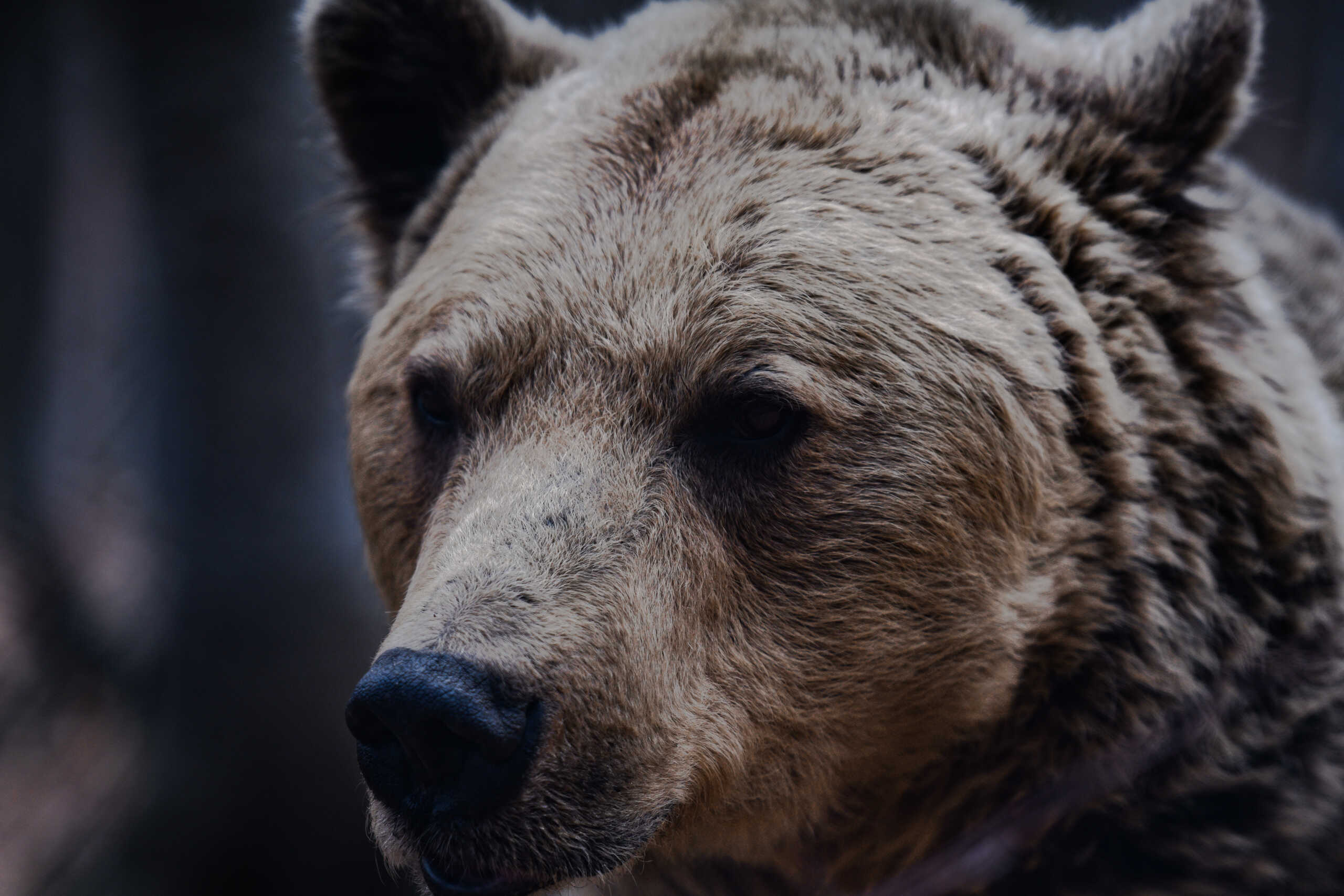 Αρκούδα ή άνθρωπος; «Ψάχνονται» σε ζωολογικό κήπο στην Ταϊβάν