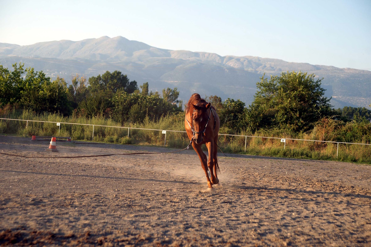 Μέριμνα για την ευζωία των 170 αγωνιστικών ίππων στο Μαρκόπουλο