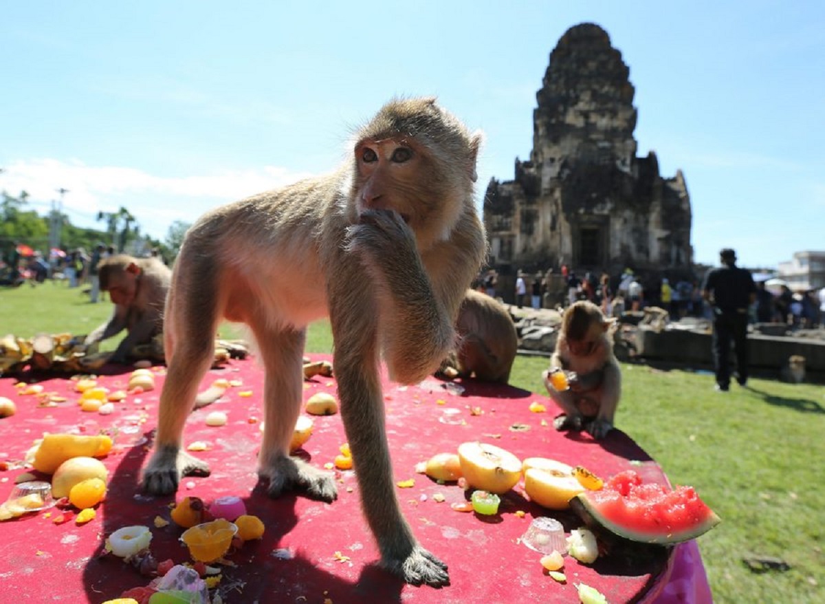 epa05649187 Monkeys eat a variety of foods during the Monkey Buffet Festival in front of the Phra Prang Sam Yod temple in the city of Lopburi, North of Bangkok, Thailand, 27 November 2016. The Monkey Buffet Festival is held every year on the last Sunday of November to promote tourism in Lopburi, well known as monkey city, and to thank the monkeys for drawing tourists to the town.  EPA