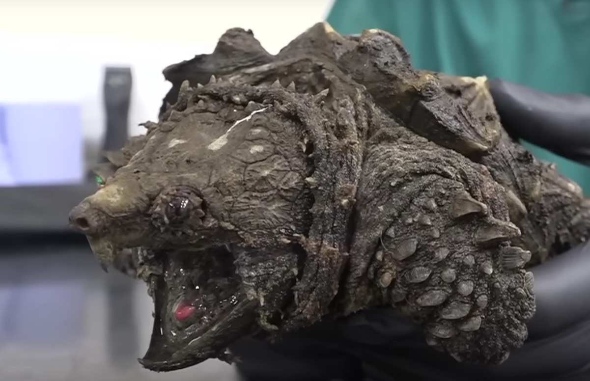 Χελώνα – αλιγάτορας στην Αγγλία με «πανοπλία» σαν δεινόσαυρου και δάγκωμα που σπάει κόκκαλα