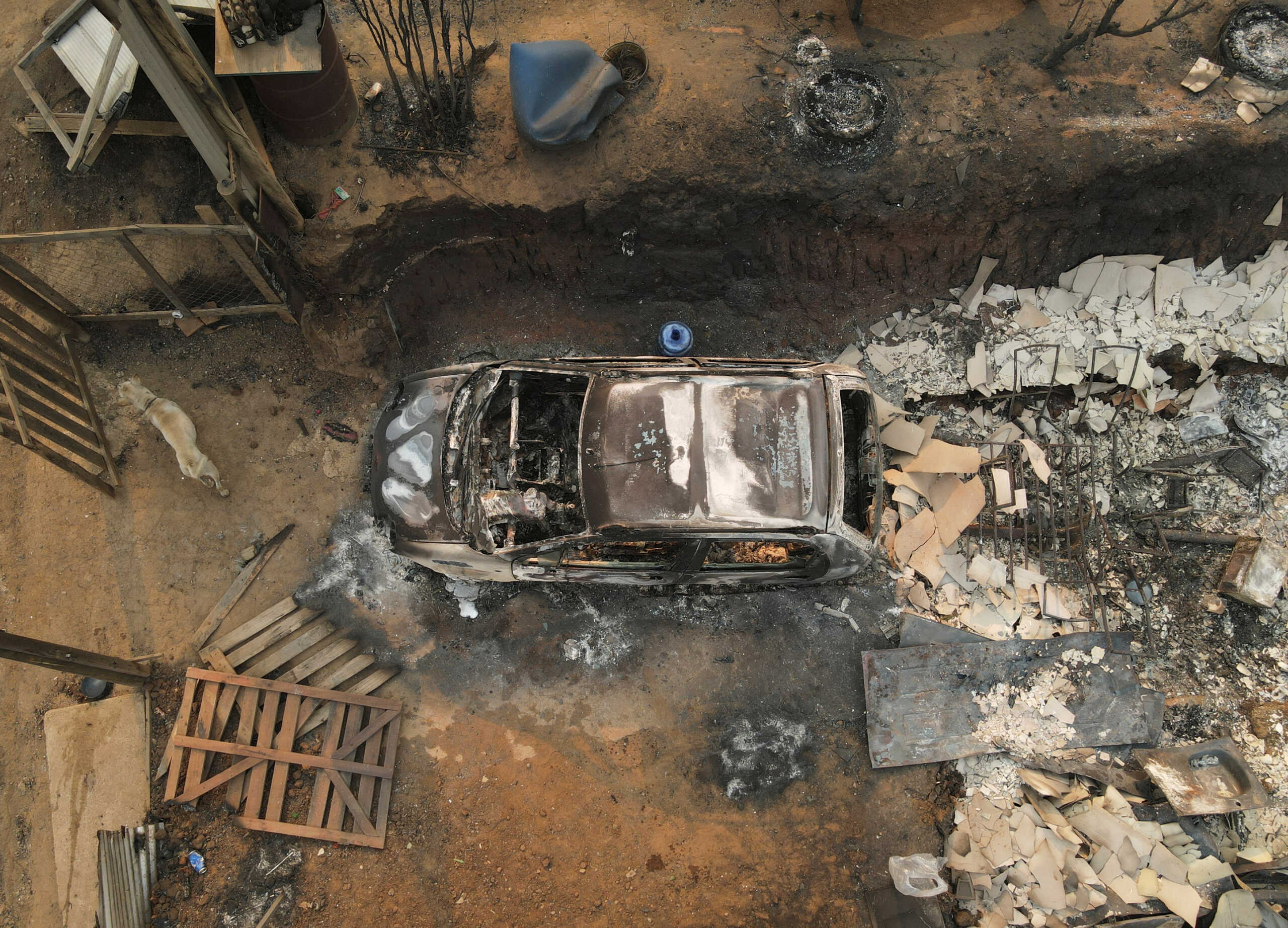A dog stands next to a burnt car and debris following the spread of wildfires, in Vina del Mar, Chile February 3, 2024. REUTERS