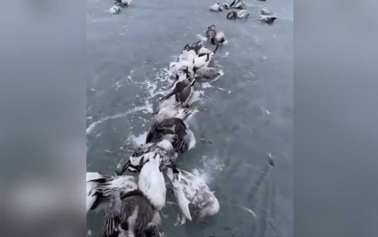 «Πάγωσε» η ζωή στην Κίνα: Νεκρά εκατοντάδες πουλιά από την απότομη πτώση της θερμοκρασίας - Στους -52°C το θερμόμετρο