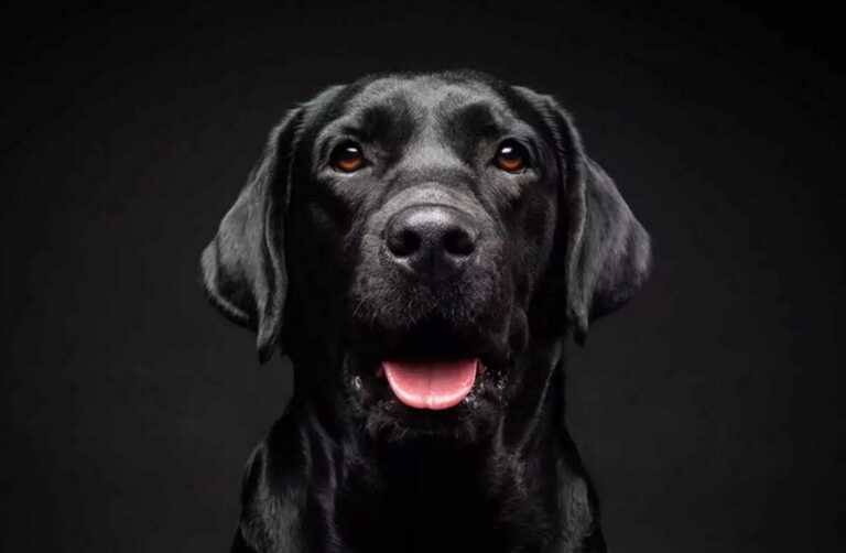 Σκύλοι - πρωταθλητές αλλά και πρωταγωνιστές σε ταινίες έρχονται στο Discover Dogs 2024 στη ΔΕΘ