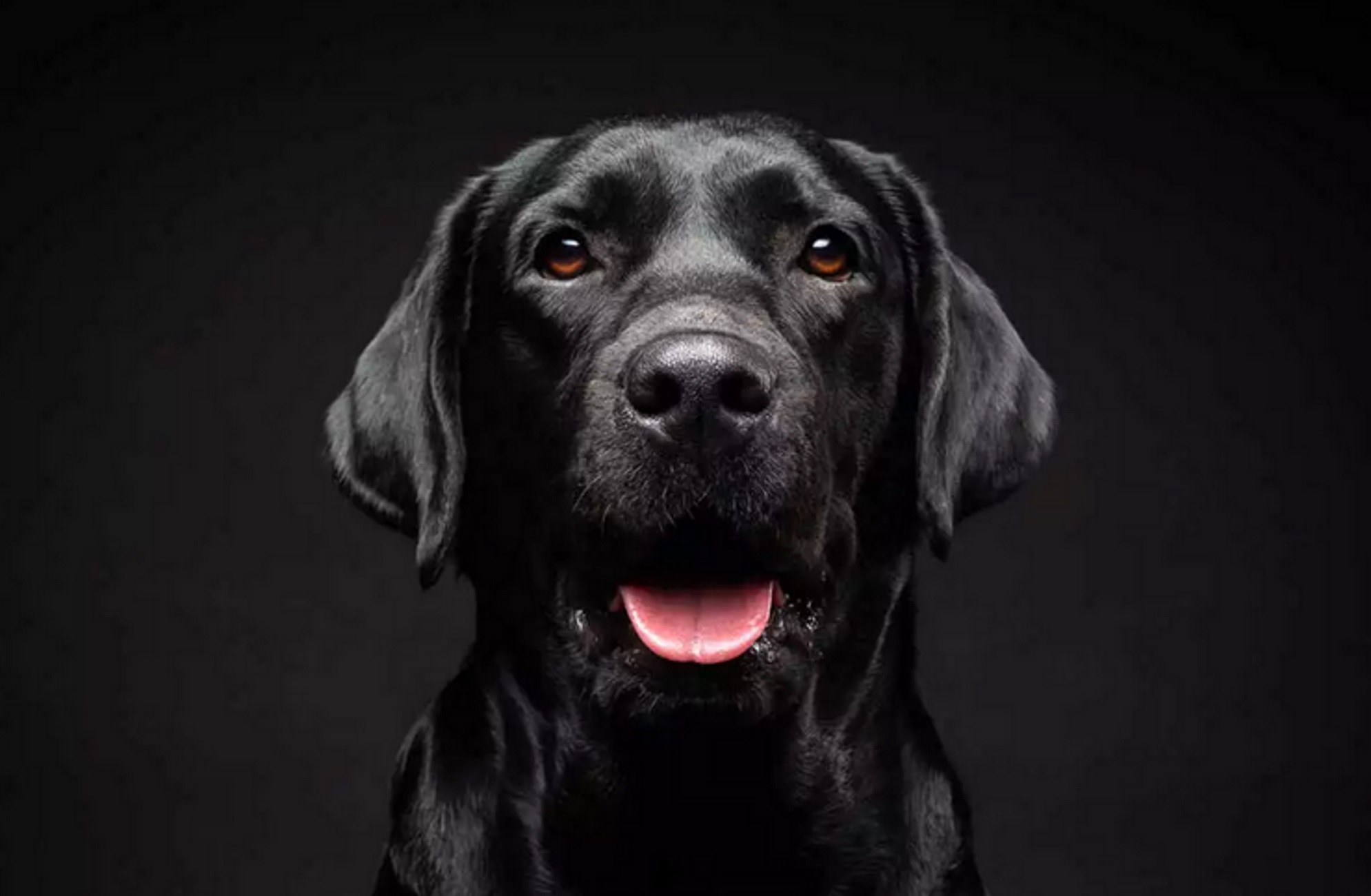 Θεσσαλονίκη: Σκύλοι – πρωταθλητές αλλά και πρωταγωνιστές σε ταινίες έρχονται στο Discover Dogs 2024 στη ΔΕΘ