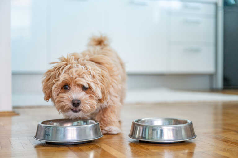 Οι τροφές που δεν πρέπει να τρώει ο σκύλος σας – Τι πρέπει να γνωρίζετε