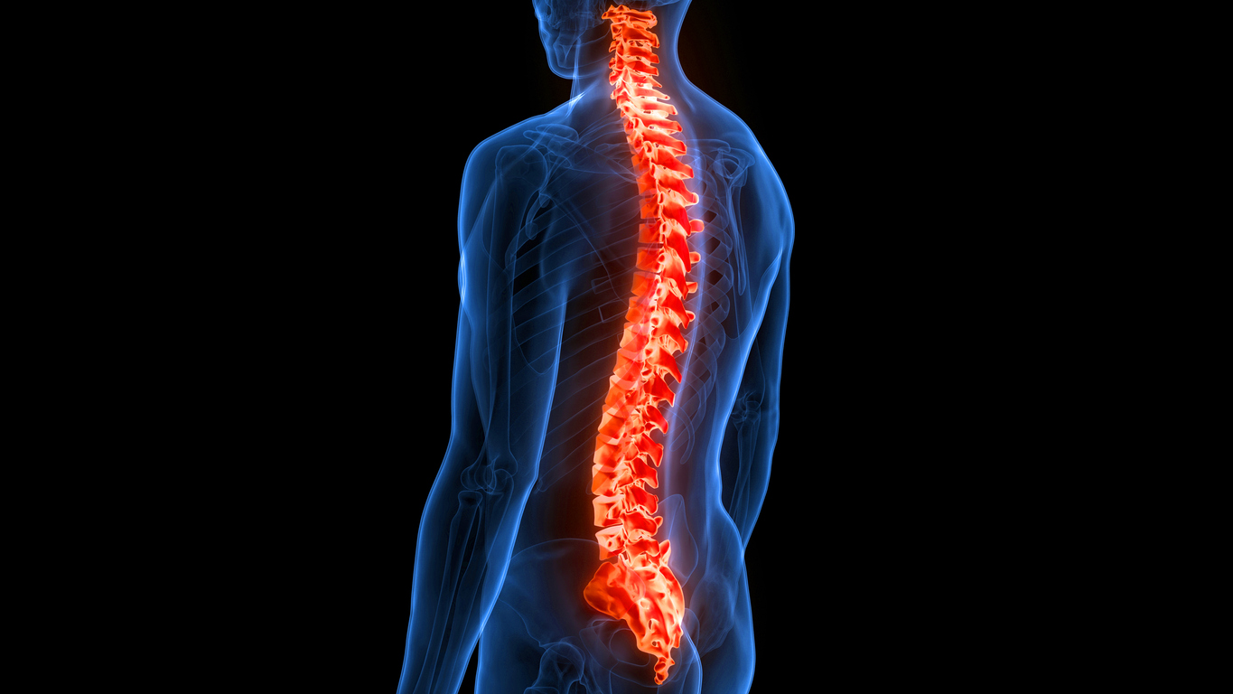 3D Illustration Concept of Spinal Cord Vertebral Column of Human Skeleton System Anatomy