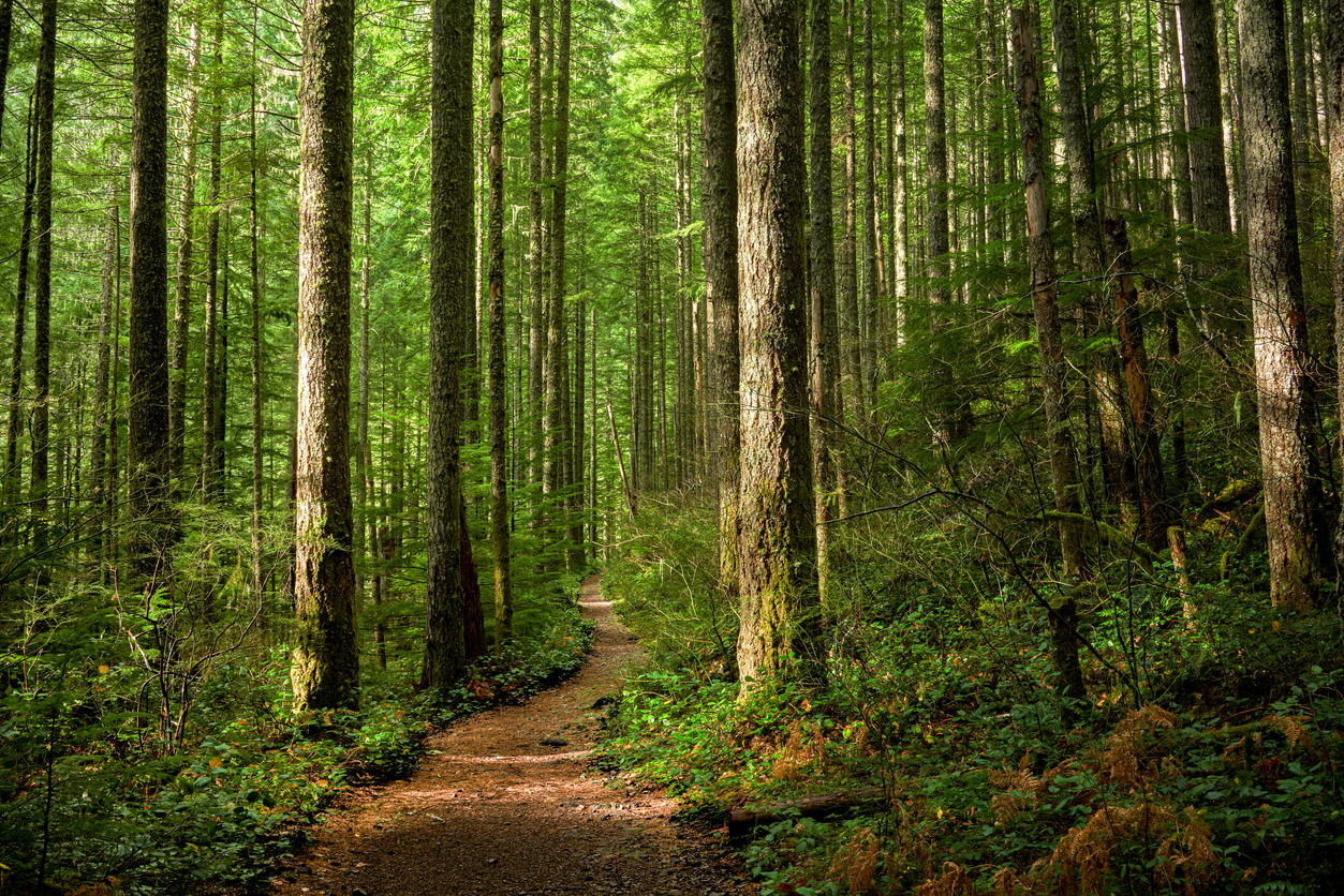 A trail though a forest, with dappled sunlight coming from the left.