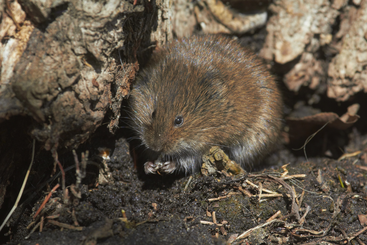 Red backed vole on forest floor