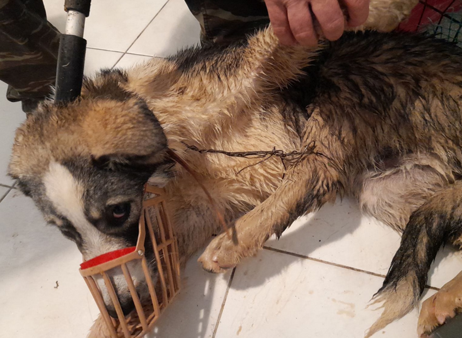 Μετέωρα: Έδεσαν με σύρμα το κεφάλι με το ένα πόδι του σκύλου – Εικόνες μετά τη διάσωση