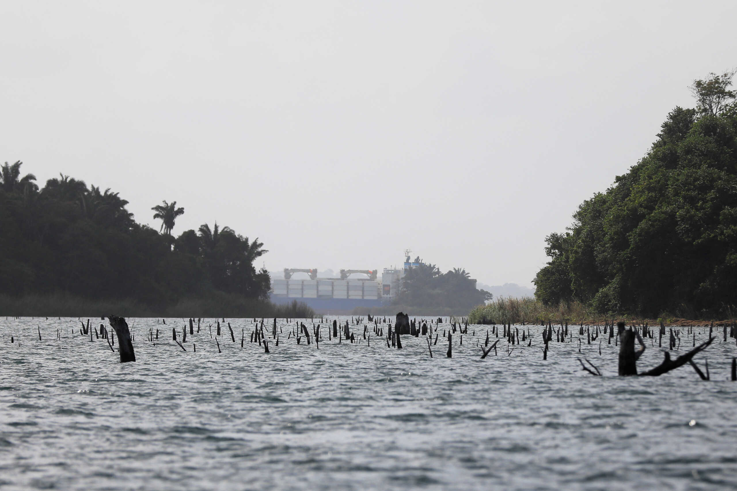 Dead tree trunks poking out of the Gatun Lake, the rainfall-fed principal reservoir that floats ships through the Panama Canal's lock system, are visible due to drought, in Colon, Panama, January 24, 2024. REUTERS
