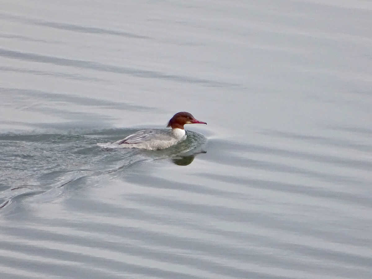 Καταμέτρηση υδρόβιων πτηνών στο εθνικό πάρκο Οροσειράς Ροδόπης