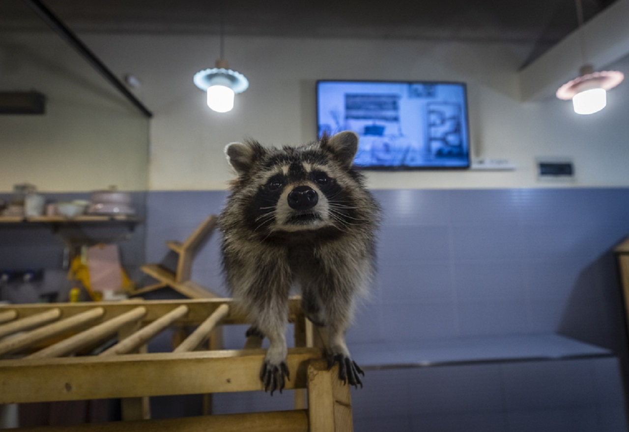 epa09079259 A raccoon is seen in the Raccoon Cafe in Shanghai, China, 14 March 2021 (issued 17 March 2021). The cafes where you can play with dogs and cats are already a classic in China's big cities. So much so that some establishments have decided to go further and incorporate other far less common animals such as ducks, raccoons, or even alpacas. In the eastern megalopolis of Shanghai, more and more cafes are trying to attract customers with animals that, until now, could only be seen in zoos. And it's not just about seeing them behind a window, but about interacting with them. At the Animal café, Xiao Qi has more than a hundred animals of 20 different species: from purebred cats to pigs, through chinchillas, rabbits, tarantulas, snakes, ferrets, lizards, and a pair of alpacas. Close to 600 people who come to this peculiar cafeteria each month are parents who bring their children or young couples, and the workers explain to them how they have to treat each animal. The pandemic has affected the cafeteria twice: first, it was forced to close between January and March of last year. Only spending on food already amounts to between 10,000 and 20,000 yuan each month (between 1,540 and 3,080 dollars or between 1,290 and 2,580 euros). And, secondly, because scientific evidence points to the fact that the SARS-CoV-2 coronavirus could pass from the bat to an intermediate host - a wild animal - and from there, to humans, among whom it has caused havoc for more than a year. In another animal café in Shanghai, the stars are the raccoons. Its owner, Cheng Chen, explains that all customers receive safety instructions and a protective apron. In his case, the pandemic was an opportunity to give an animal a new home. One of the eight raccoons she has is a three-month-old baby that she bought from a Chinese zoo that was forced to sell some of their animals because the absence of visitors due to the COVID-19 depleted their income.  EPA