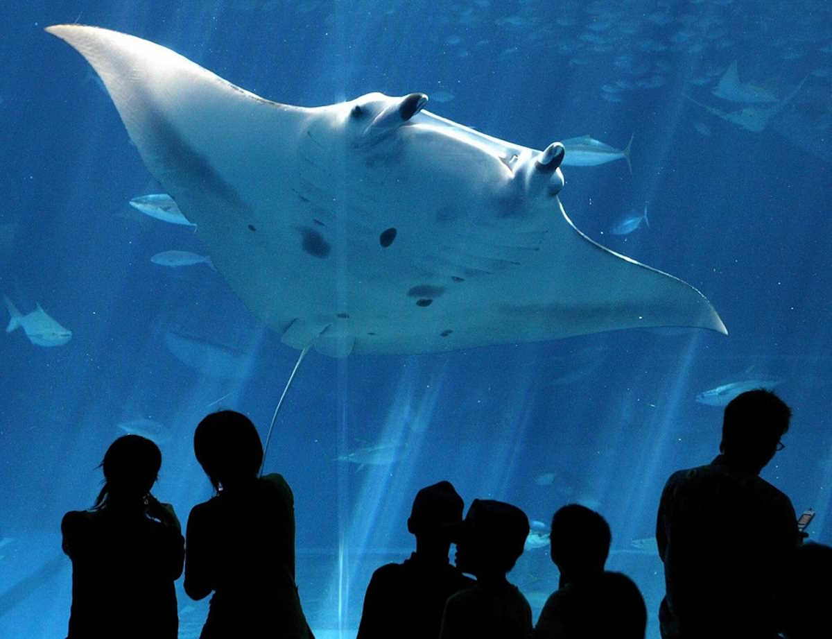 Visitors observing a giant manta behind the world's largest acrylic panel at Okinawa Churaumi Aquarium, at Ocean Expo Park in Motubu town, Okinawa, Tuesday 21 October 2003. The acrylic panel measuring 22.5m wide, 8.2 m high and 60cm thick holds 7,500 tons of sea water. It is the first to house four giant manta and three whale sharks in captivity. The acrylic panel was registered this month in the Guiness Book of World Records.  EPA
