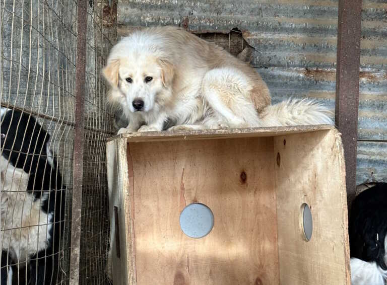 Πρόστιμο χιλιάδων ευρώ σε ιδιοκτήτρια για 54 σκυλιά στη Θεσσαλονίκη