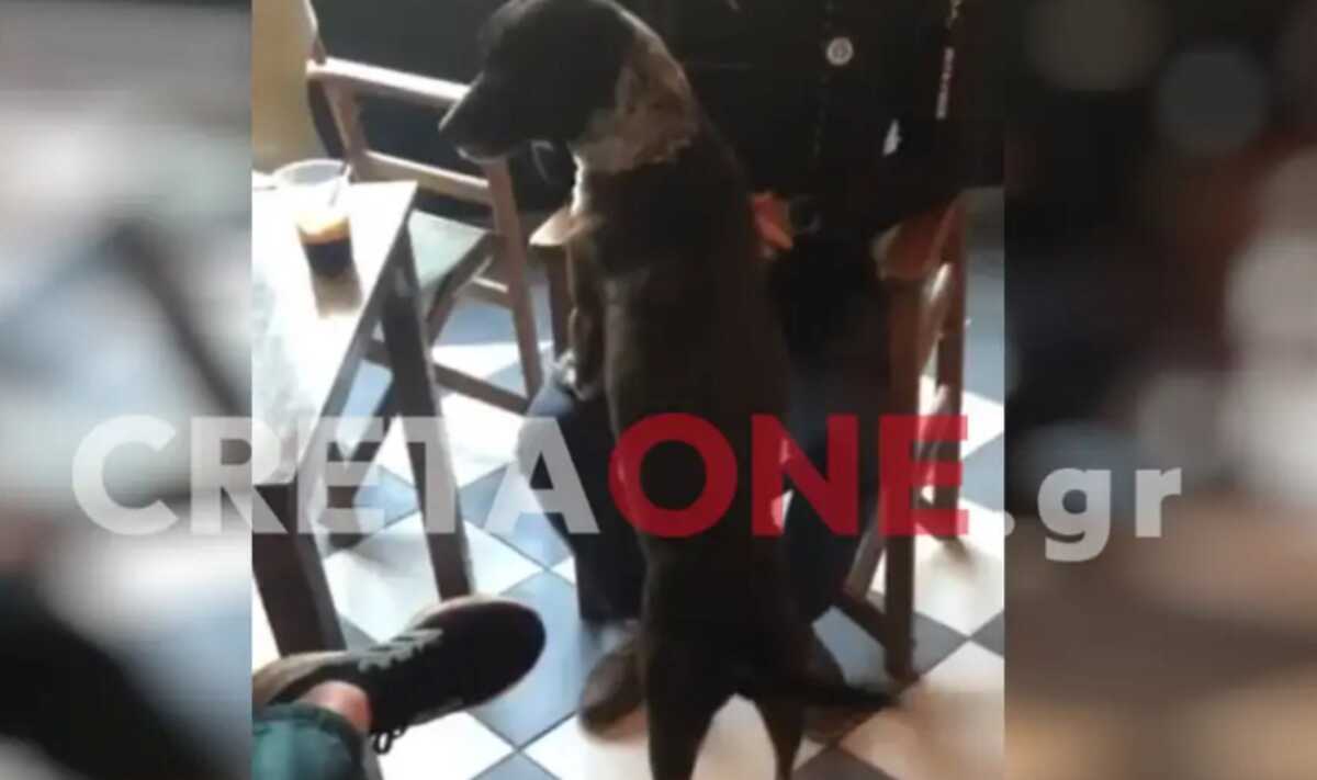 Κρήτη: Ο σκύλος – στρατιώτης που δεν μένει ποτέ απαθής στην έπαρση της ελληνικής σημαίας