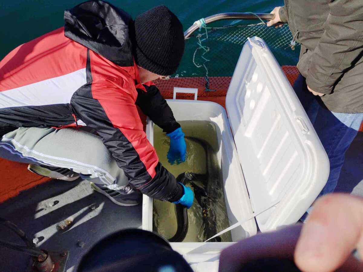 Λίμνη Βιστωνίδα: Απελευθερώθηκαν χέλια με δορυφορικούς πομπούς για την μελέτη της αναπαραγωγής τους