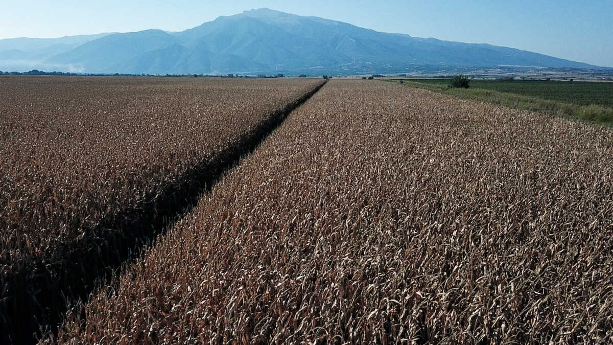 Γεωργία: Επιβραδύνεται η πτώση της απασχόλησης – Με διακυμάνσεις το αγροτικό εισόδημα