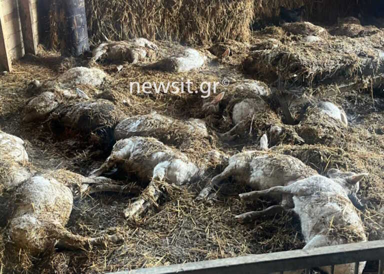 Η κακοκαιρία έπνιξε 300 πρόβατα κτηνοτρόφου στην Κατερίνη - Εικόνες που σοκάρουν