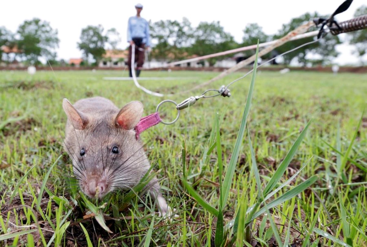Νήσος Μαριόν: Ποντίκια – ζόμπι τρώνε ζωντανά τα πουλιά και τα νεογνά τους  