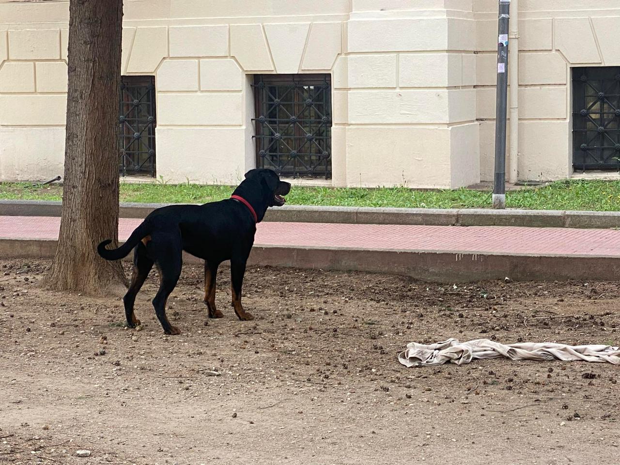 Θεσσαλονίκη: Επίθεση από ροτβάιλερ σε δύο φοιτητές που έμπαιναν στο ΑΠΘ, τους έσκισε τα ρούχα