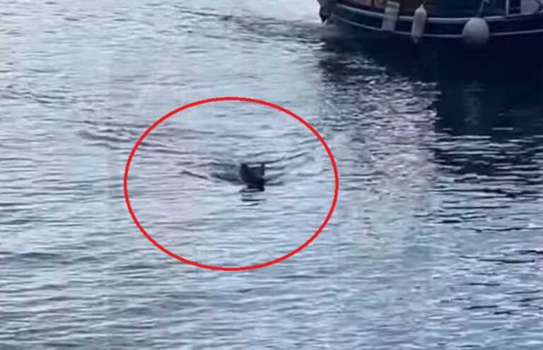 Βίντεο με αγριογούρουνο να κολυμπάει σε θάλασσα της Μαγνησίας για να ξεφύγει από λύκους