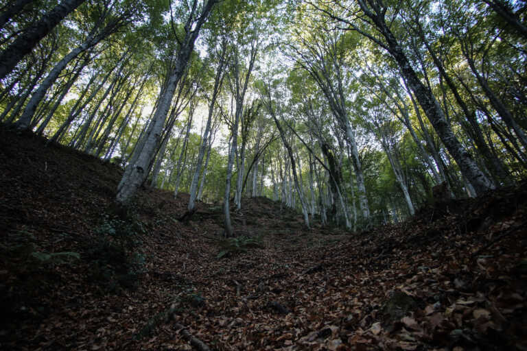 Μυστήριο με ανθρώπινο σκελετό που βρέθηκε σε δάσος των Σερρών