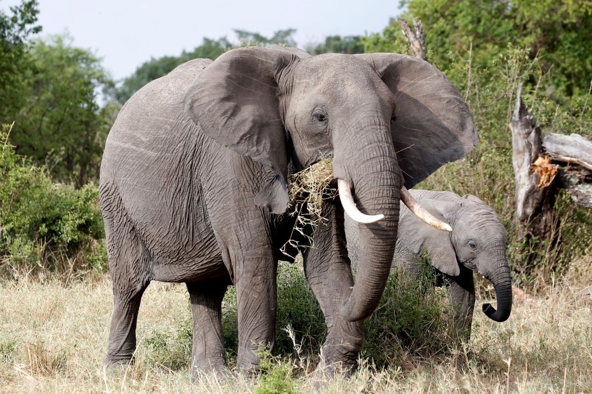 Ζάμπια: Ελέφαντας επιτέθηκε σε όχημα που έκανε σαφάρι, νεκρή μια τουρίστρια