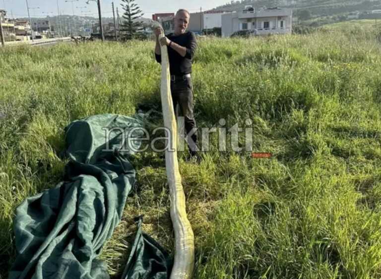 Πύθωνας 5 μέτρων σε χωράφι του Ηρακλείου Κρήτης - Ηρέμησαν όταν διαπίστωσαν πως το φίδι ήταν νεκρό