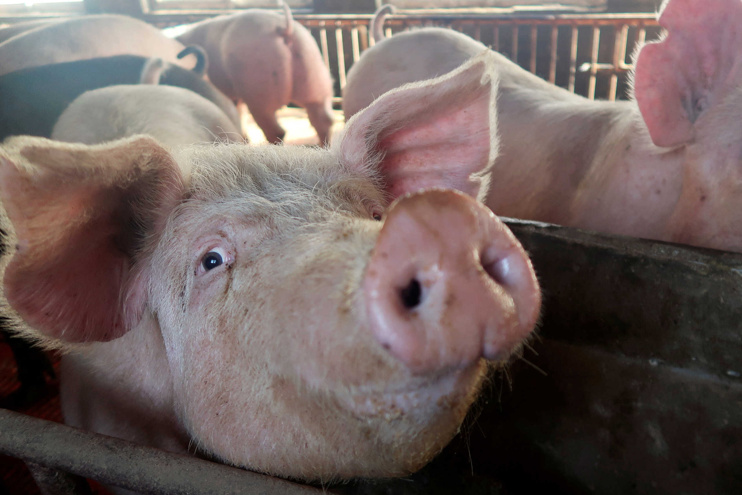 FILE PHOTO: Pigs are seen on a family farm in  Xiaoxinzhuang village, Hebei province, China January 25, 2018. Picture taken January 25, 2018.  REUTERS