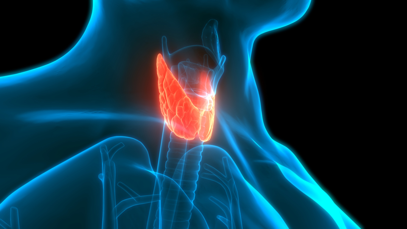 3D Illustration Concept of Human Glands Lobes of Thyroid Gland Anatomy