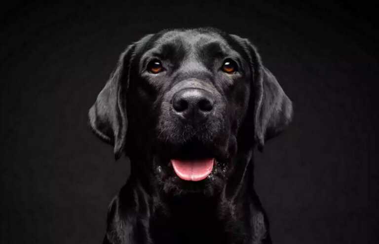 «Fake» η καταγγελία για δολοφονία σκύλου στη Ζάκυνθο - Ανατροπή με το ζώο να εντοπίζεται ζωντανό