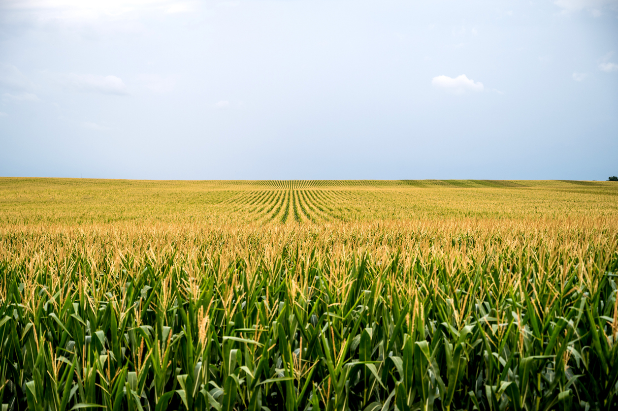A field of corn at dusk