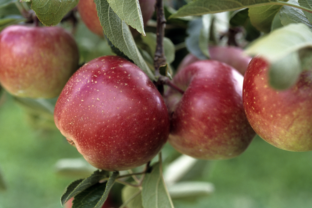 Ripe red apples growing on tree branch.
