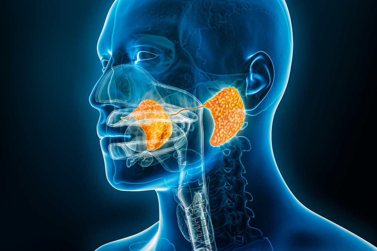 Parotid gland and duct xray 3D rendering illustration with male body contours. Human anatomy, digestive system, medical, biology, science, healthcare concepts.