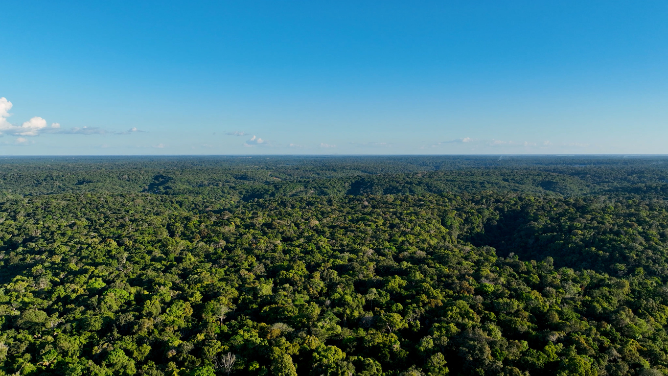 Nature aerial view of Amazon forest at Amazonas Brazil. Mangrove forest. Mangrove trees. Amazon rainforest nature landscape. Amazon igapo submerged vegetation. Floodplain forest at Amazonas Brazil.
