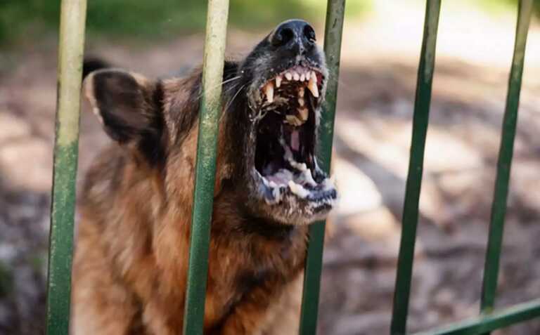 Εφιάλτης για πεζό στην Καβάλα από επίθεση αδέσποτου σκύλου - Στο νοσοκομείο μετά τα δαγκώματα