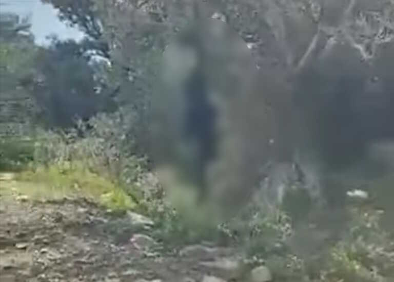 Κτηνωδία στην Ικαρία: Κρέμασαν κατσίκα σε δέντρο