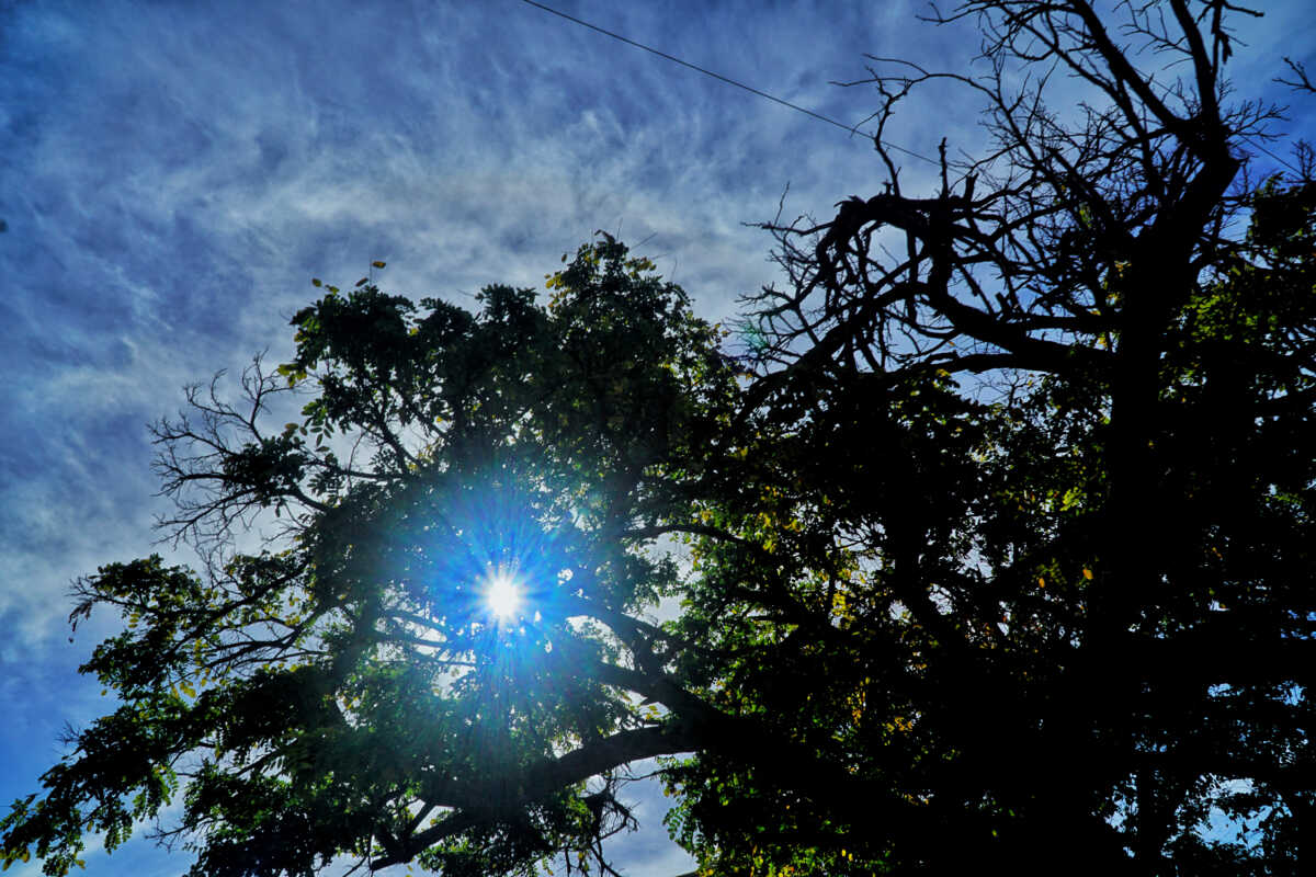 Ήλιος ανάμεσα από κλαδιά δέντρου.
(ΓΙΩΡΓΟΣ ΚΟΝΤΑΡΙΝΗΣ