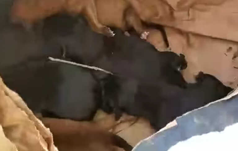 Έβαλαν 10 νεογέννητα κουτάβια και τα πέταξαν σε περιοχή του Δήμου Μίνωα Πεδιάδας