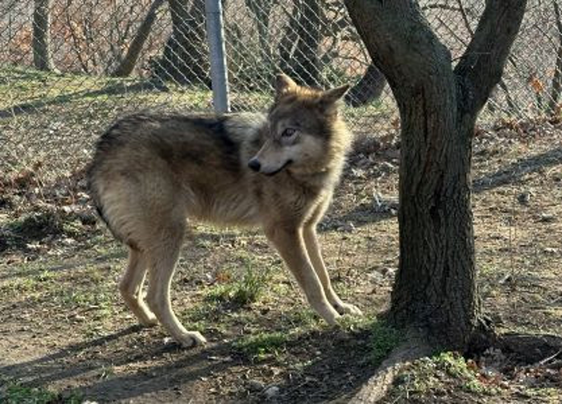 Φλώρινα: Σε καταφύγιο του Αρκτούρου οι δύο λύκαινες που είχαν αιχμαλωτιστεί από ιδιώτες στην Ουκρανία