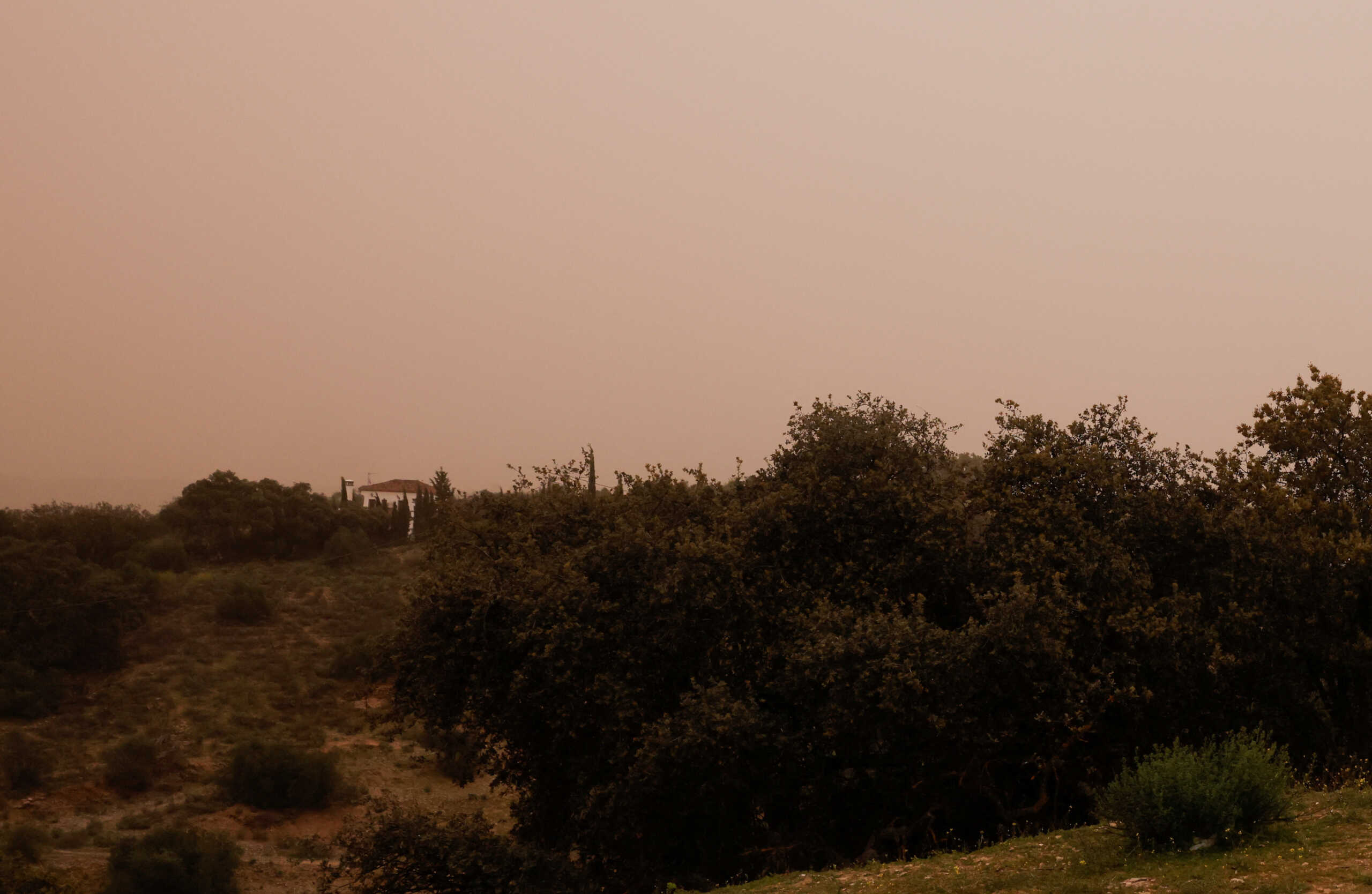A horse stands in a field, under a sky that is hazy due to a weather phenomenon known locally as 'Calima,' caused by suspended sand particles from the Sahara desert, in Ronda, Spain March 21, 2024. REUTERS