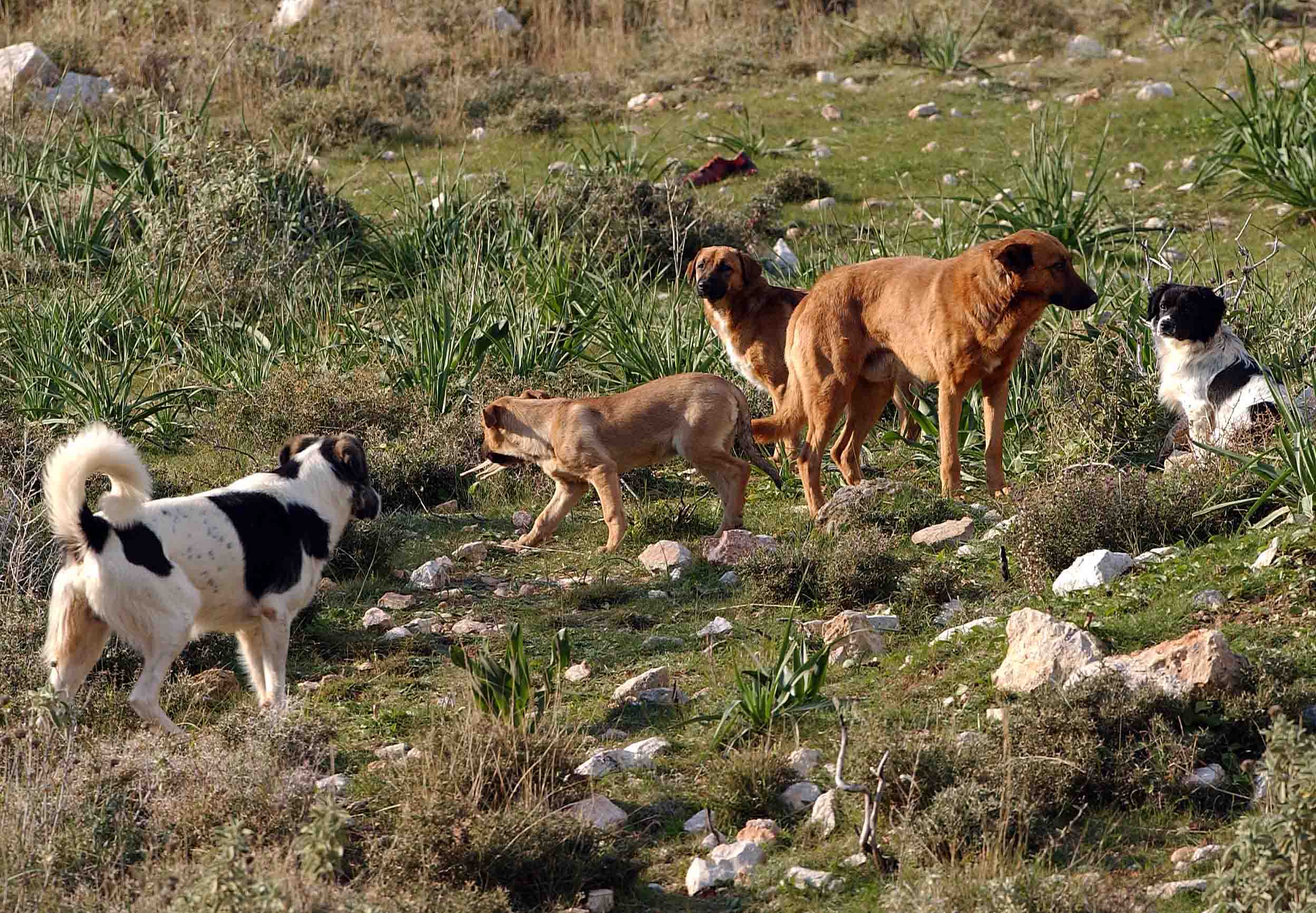 Φθιώτιδα: Στο νοσοκομείο μια 90χρονη μετά από επίθεση αδέσποτων σκυλιών στην Ελάτεια