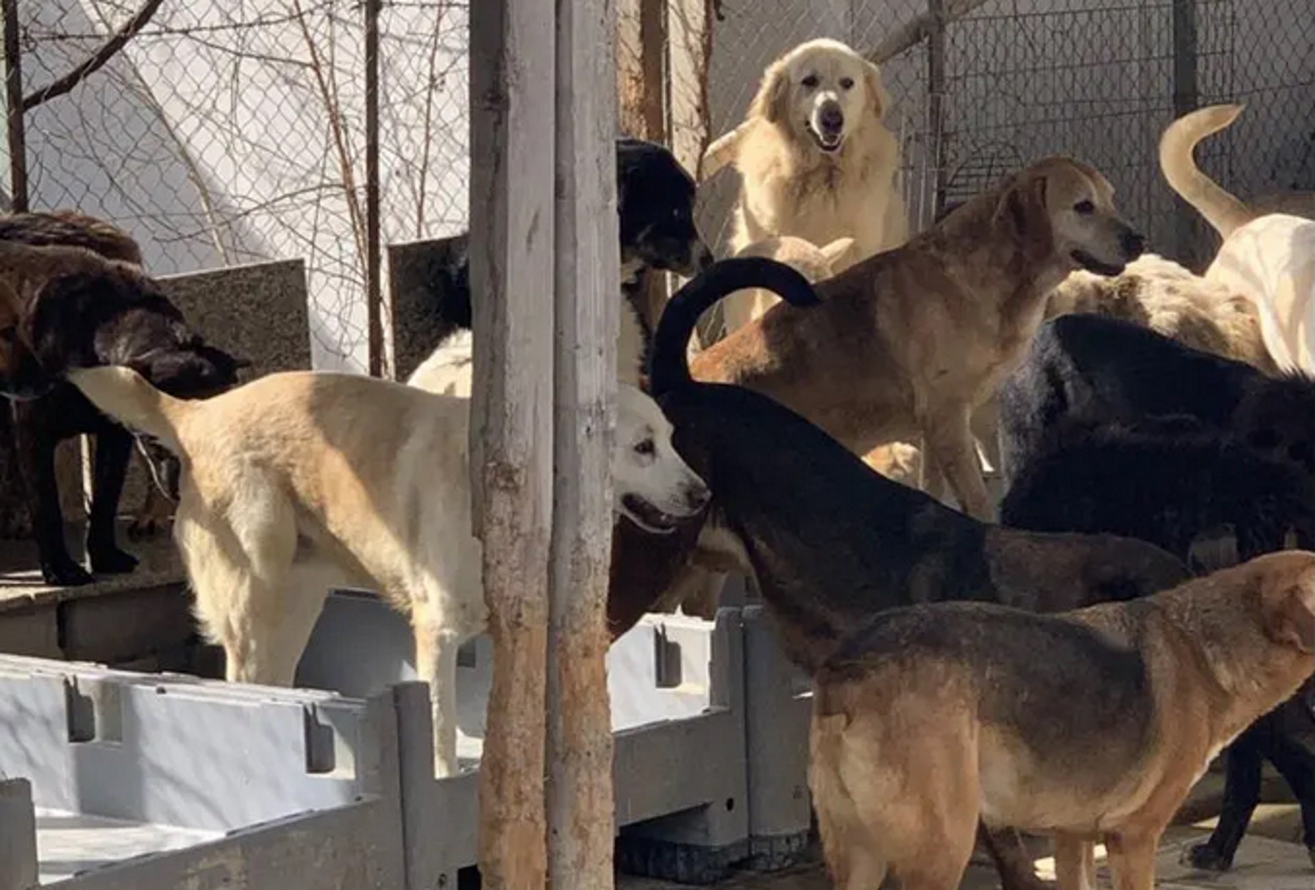 Θεσσαλονίκη: Εικόνες από το σπίτι με τα 94 σκυλιά – Συνελήφθη η ιδιοκτήτρια