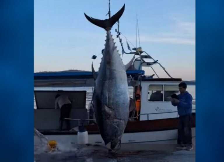 Τόνος 485 κιλών στα δίχτυα ψαρά στον Αστακό Αιτωλοακαρνανίας - Εντυπωσιακές εικόνες στο λιμάνι