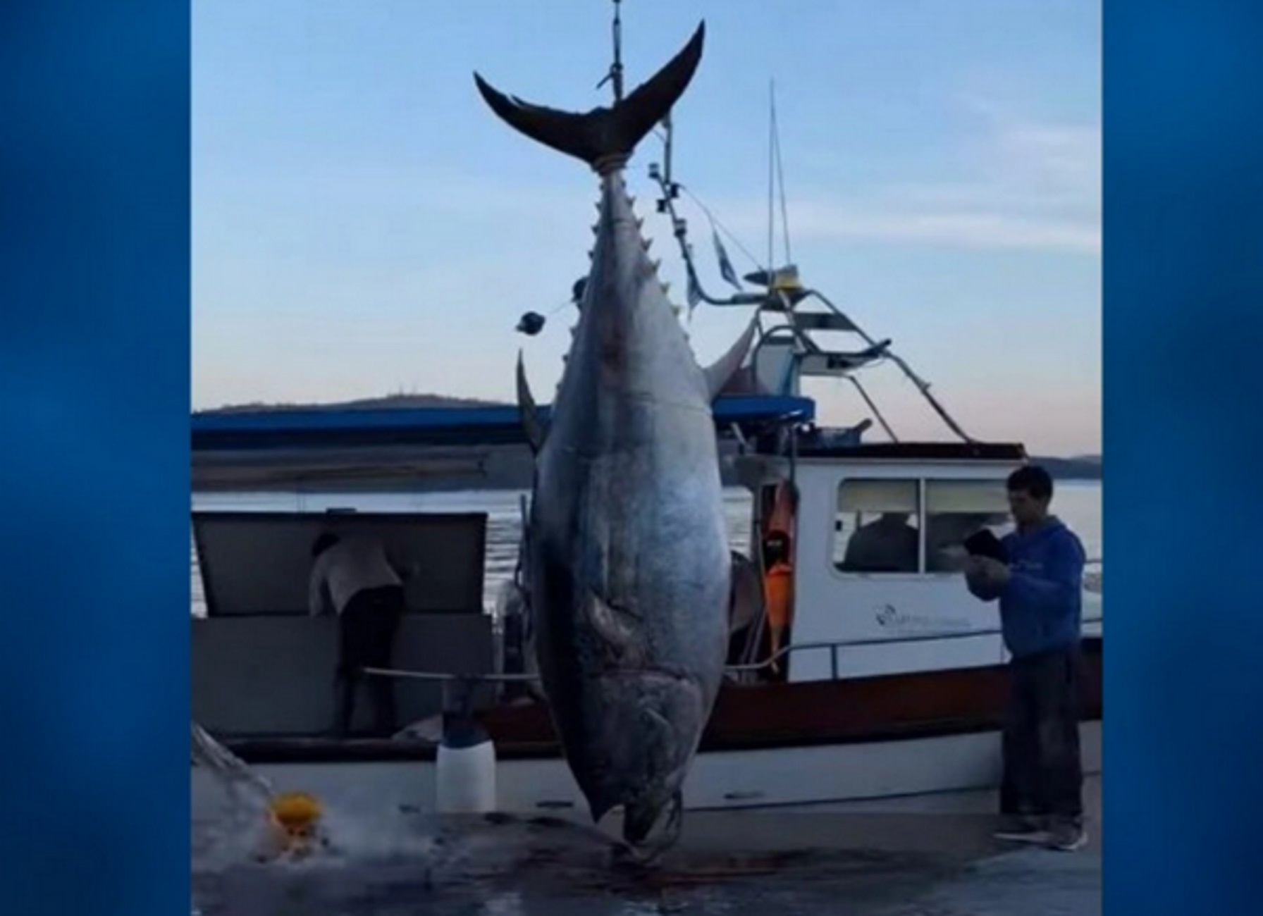 Αστακός Αιτωλοακαρνανίας: Τόνος 485 κιλών στα δίχτυα ψαρά, εντυπωσιακές εικόνες