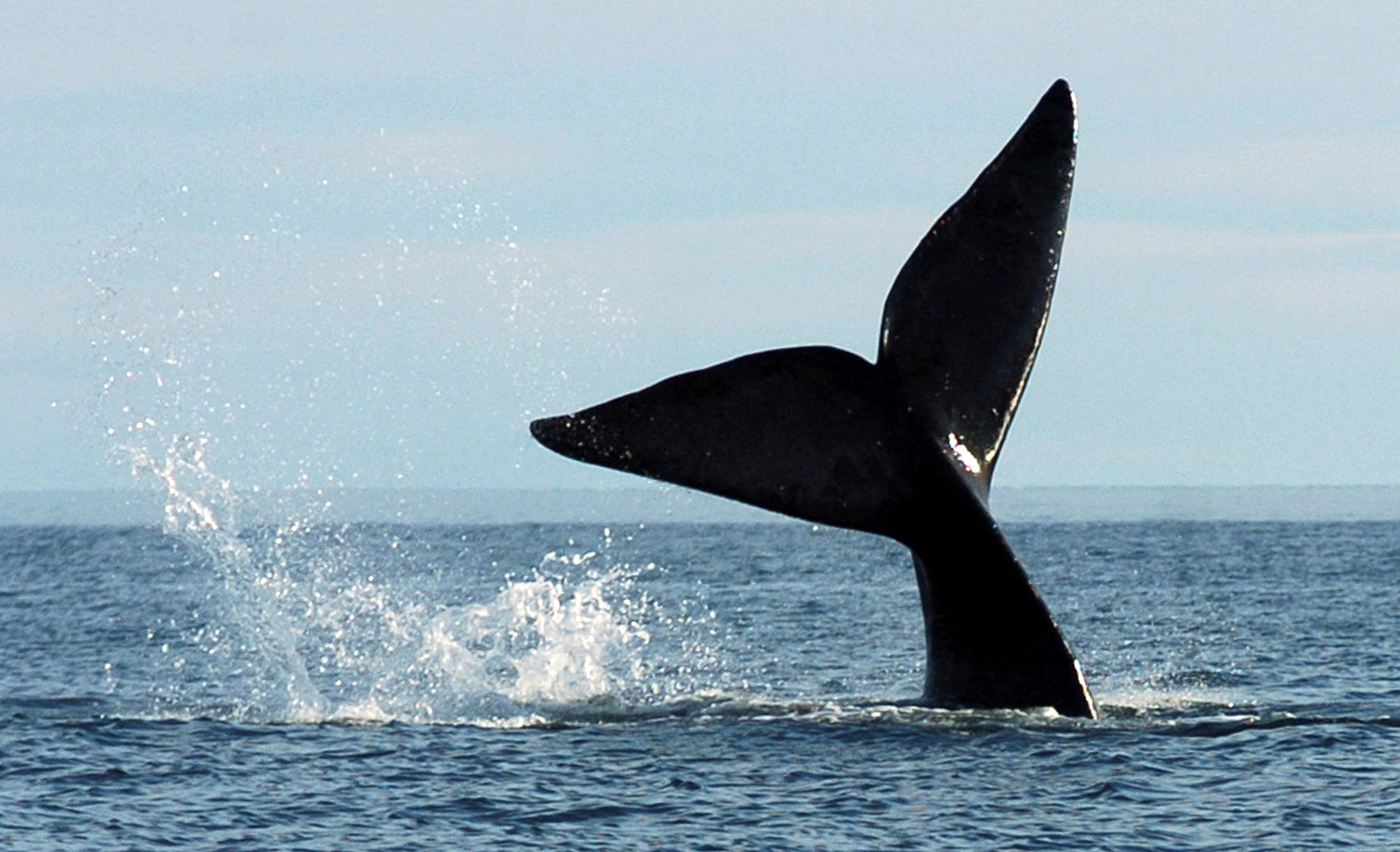 Ψαράς βρήκε φάλαινα που έμοιαζε με μπαλόνι – «Ελπίζω να μην εκραγεί»